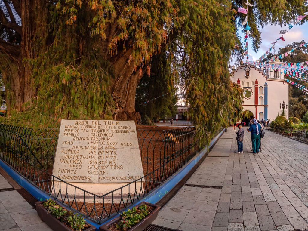 Arbol del Tule