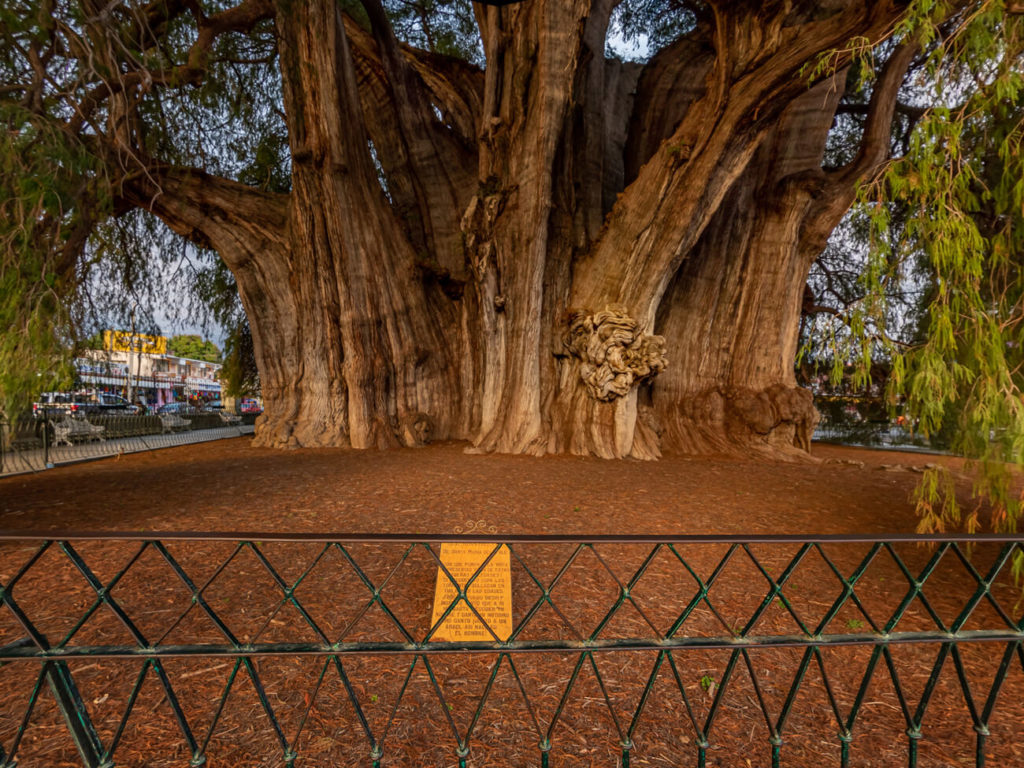 Arbol del Tule