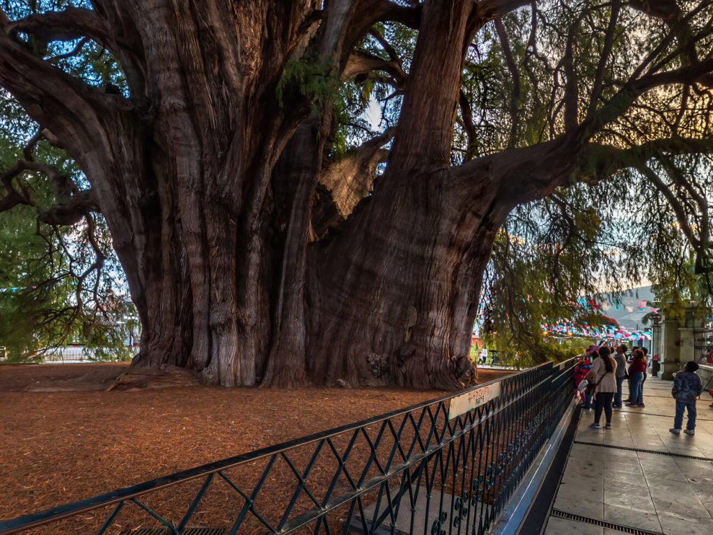 Arbol del Tule