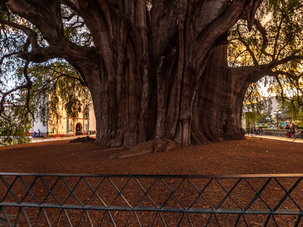 Arbol del Tule